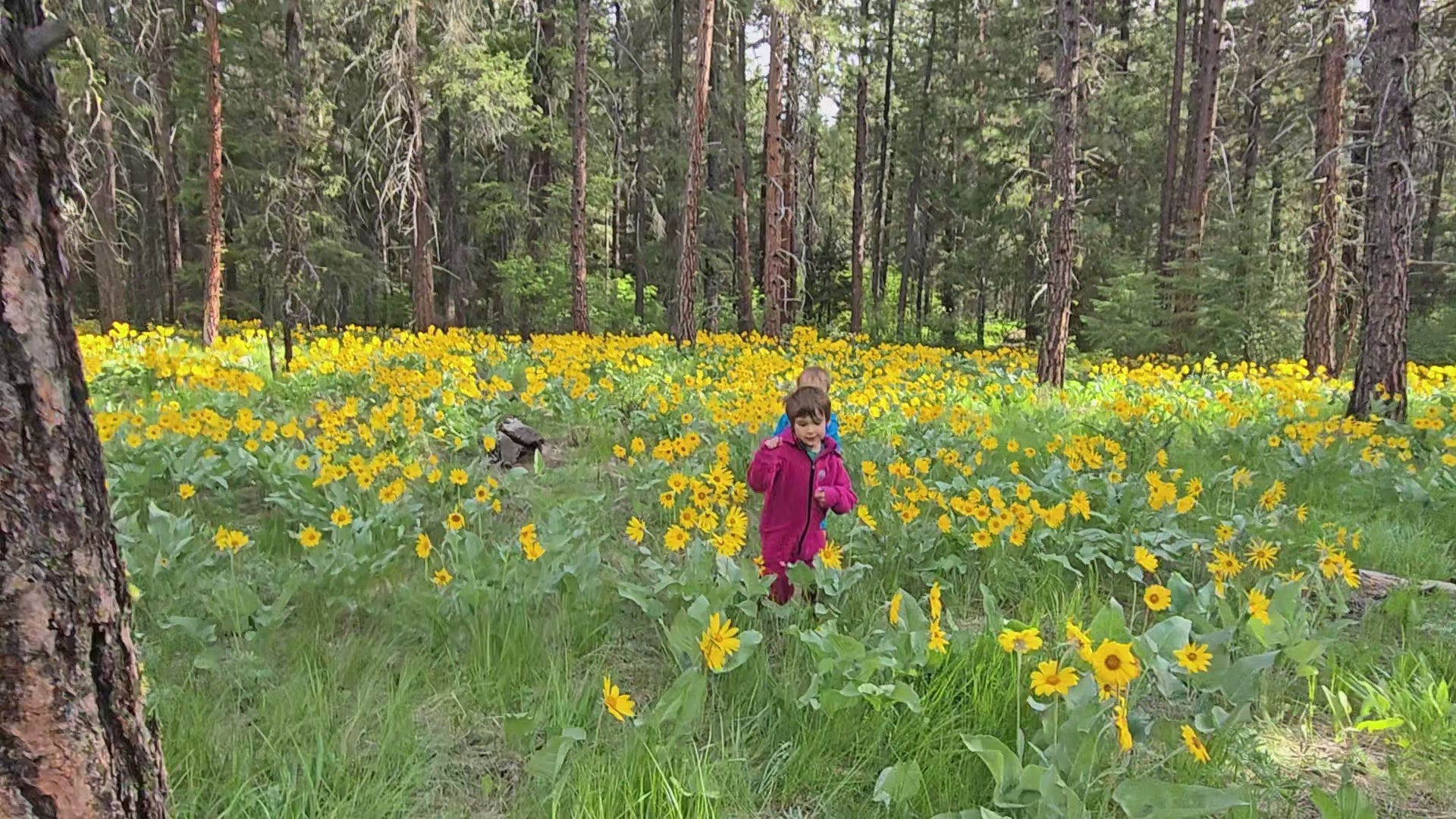 Load video: Video description